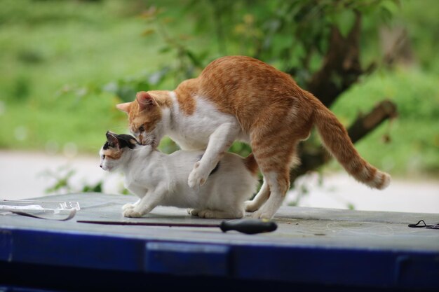 Photo side view of a cat