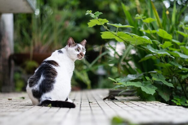 Side view of a cat