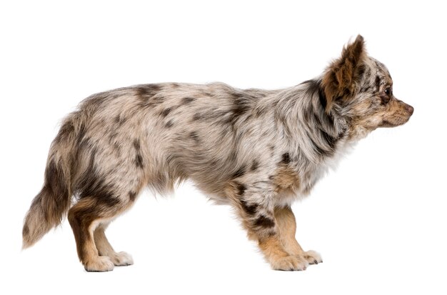 Side view of Chihuahua puppy, 8 months old, standing in front of white wall