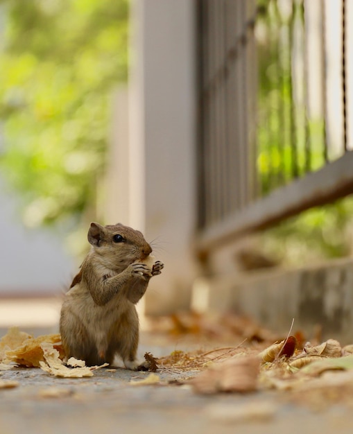 Side view of chipmunk eating leaf on footpath