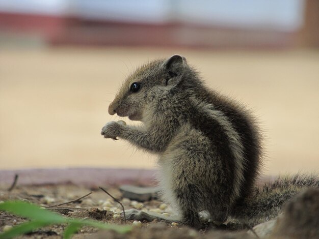 Photo side view of chipmunk