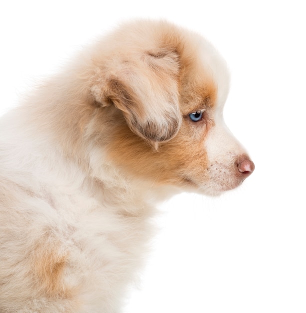 Side view and close-up of an Australian Shepherd puppy against white background