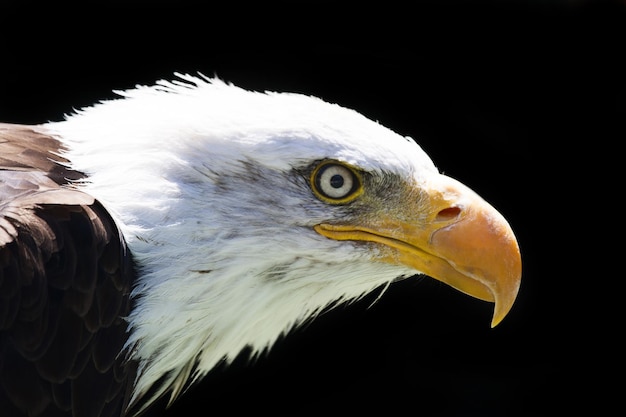 Foto vista laterale ravvicinata della testa di un'aquila calva