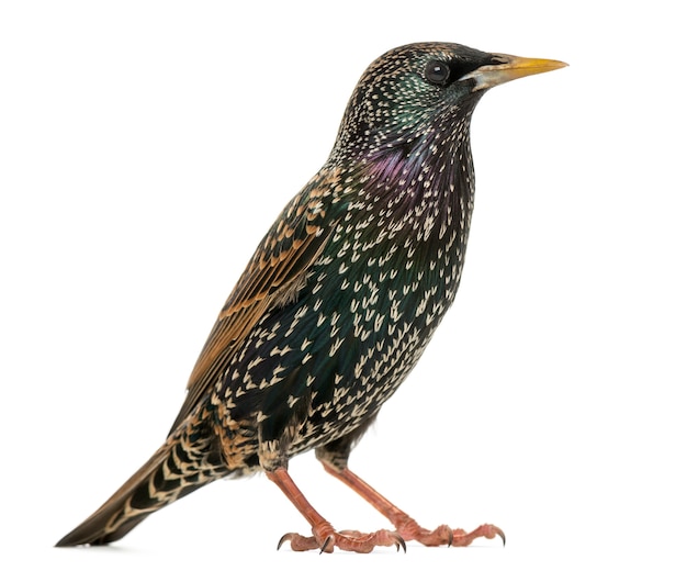 Side view of a Common Starling, Sturnus vulgaris, isolated on white