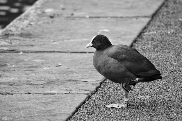 Photo side view of coot at lister park