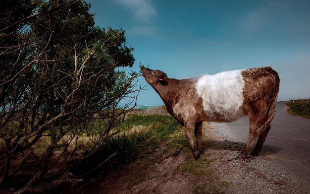 Side view of cow eating plant against sky