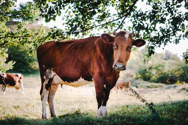 Side view of a cow in the farm