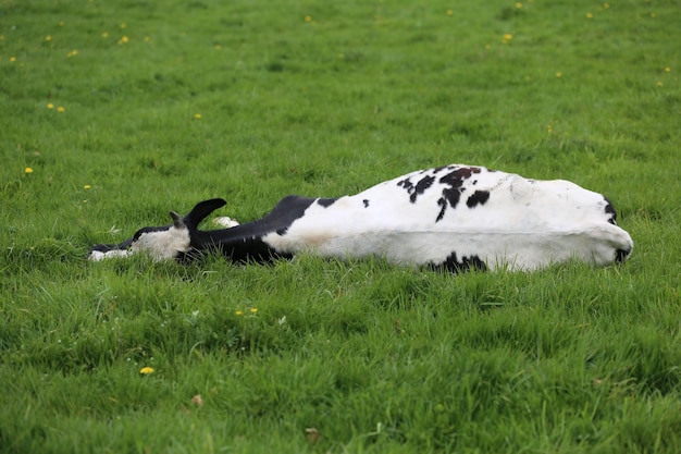 Photo side view of a cow on field