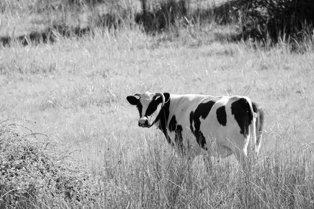 Photo side view of cow in the field