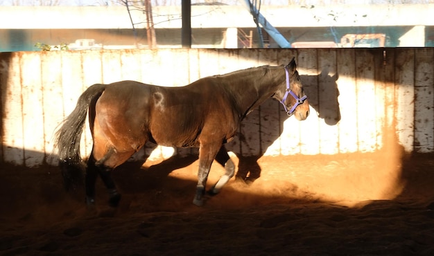 Foto vista laterale di una mucca in piedi all'aperto