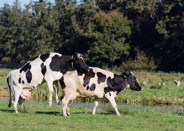 Photo side view of cows mating