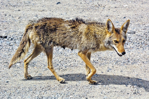 Photo side view of an coyote on desert field