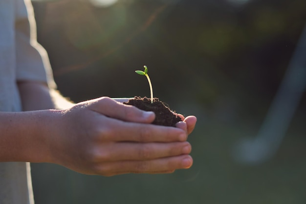 Side view of crop unrecognizable gardener demonstrating small plant with wavy stem in earth on blurred background