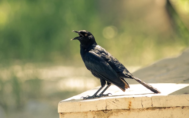 支柱壁に座っているカラスの横の景色