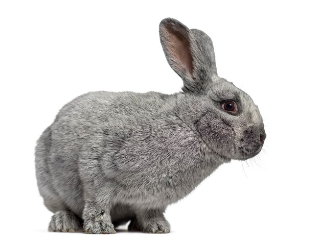 Side view of a cute Argente rabbit isolated on white