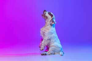 Side view of cute big dog white clumber standing isolated over gradient pink blue studio background in neon light filter concept of motion action pets love animal life