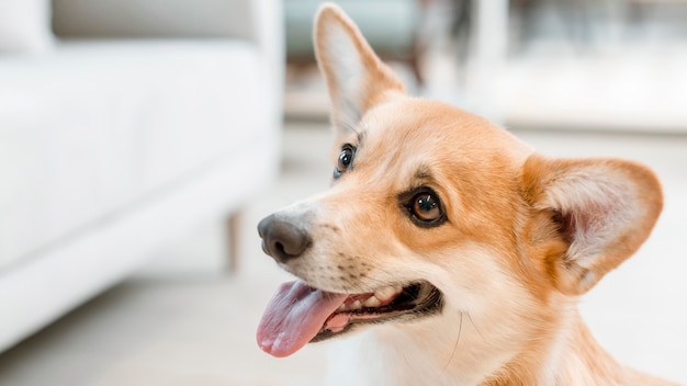 Foto vista laterale del cane sveglio che posa con la lingua fuori