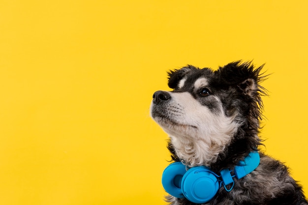 写真 ヘッドフォンでサイドビューかわいい犬