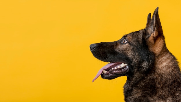 黄色の背景にサイドビューかわいい犬