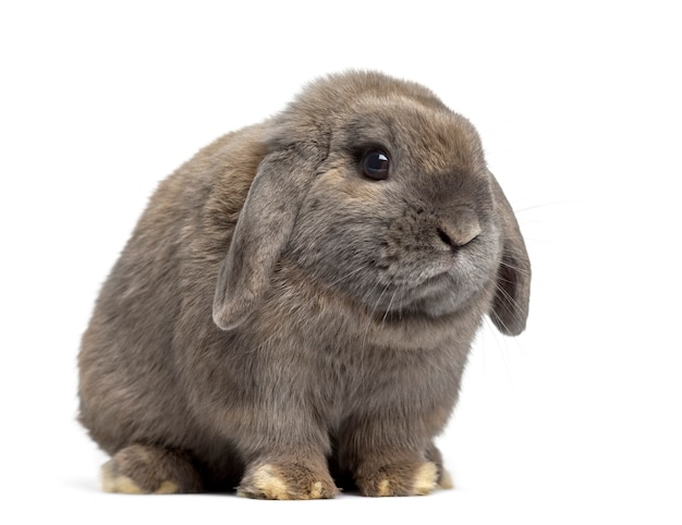 Side view of a cute Holland Lop rabbit isolated on white