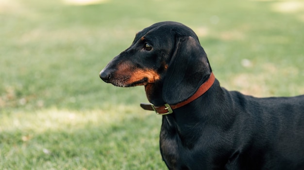 Photo side view of dachshund at outdoors