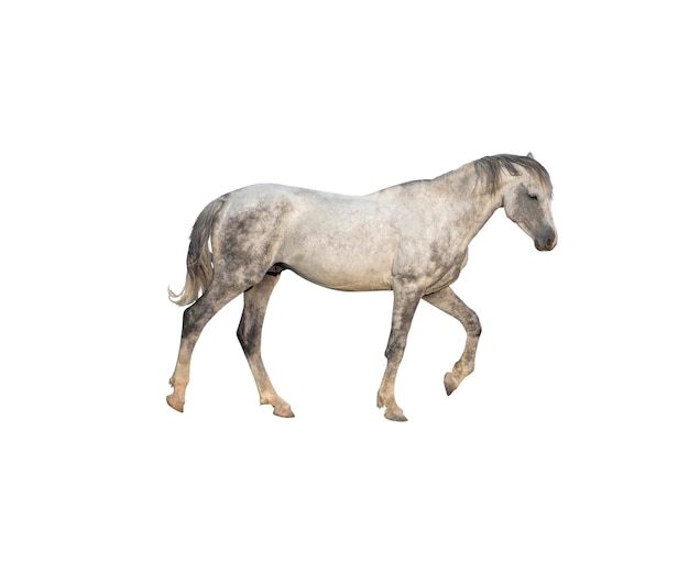 Side view of dapple gray horse isolated on white background