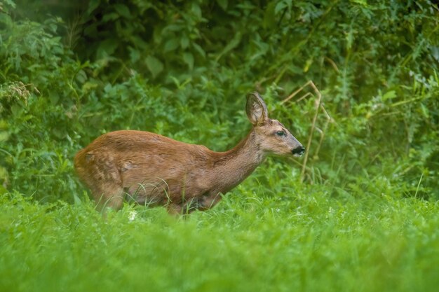 Side view of deer on field