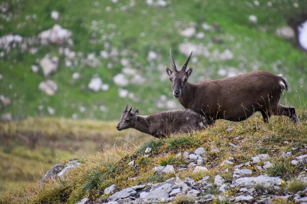 Side view of deer on field