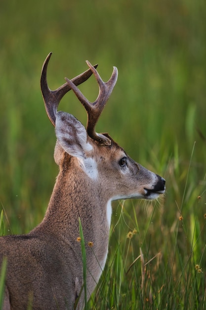 Photo side view of deer on field