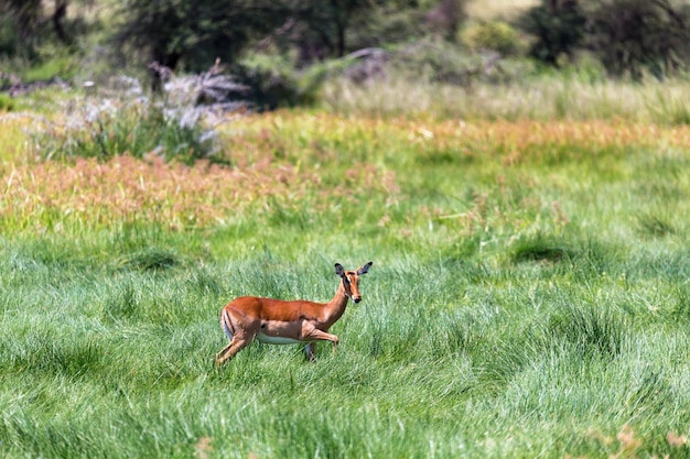 Foto vista laterale di un cervo sull'erba