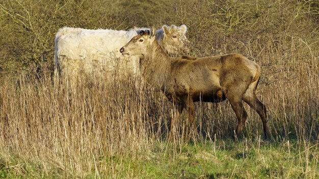 Side view of deer on grassland