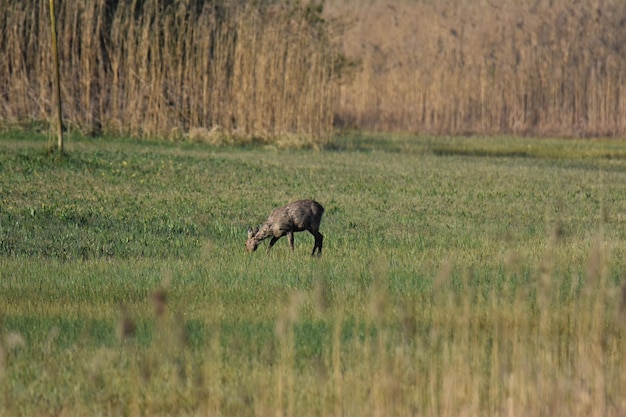Photo side view of a deer grazing on field