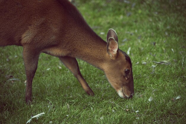 Side view of deer grazing on field