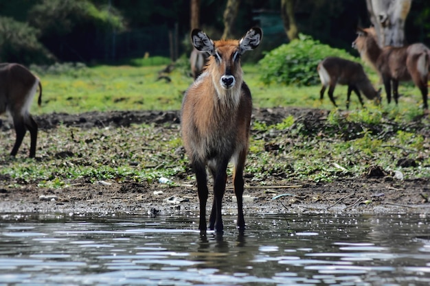 Photo side view of deer in lake