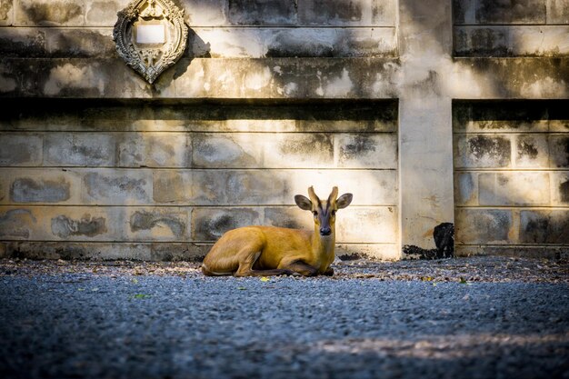 Photo side view of deer resting