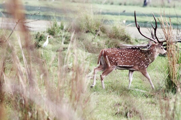 Side view of deer standing in field