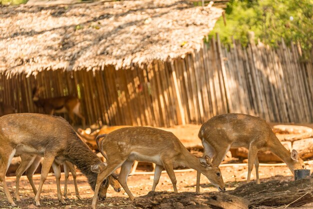 Photo side view of deer standing on field