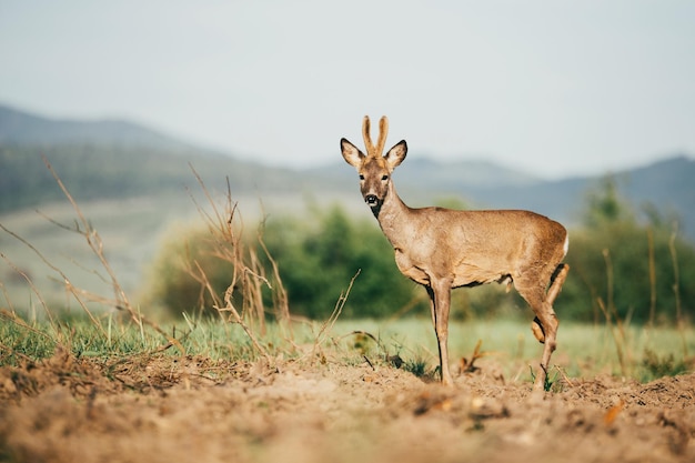 Photo side view of deer standing on field