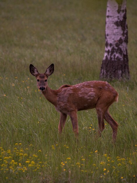 Foto vista laterale di un cervo in piedi sul campo