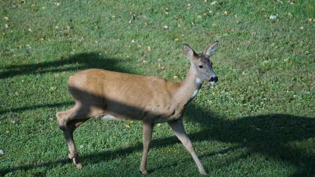 Side view of deer standing on field