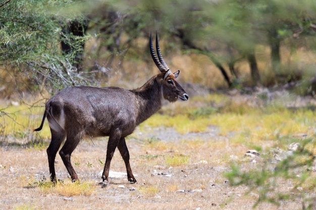 Photo side view of deer standing on land