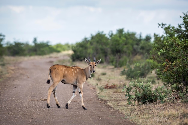 Side view of deer standing on road