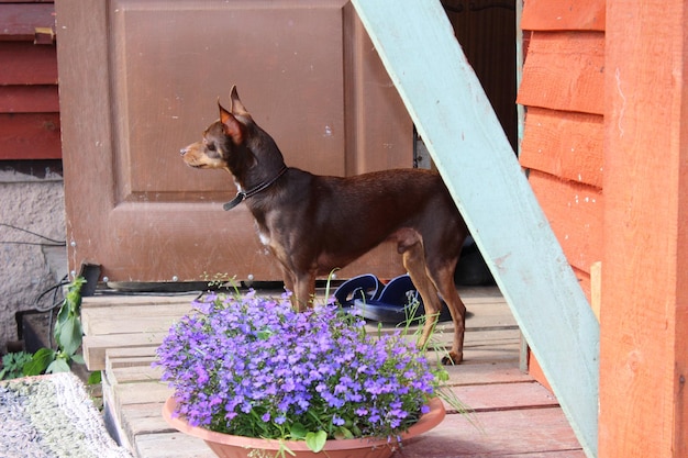 Photo side view of a dog against the door