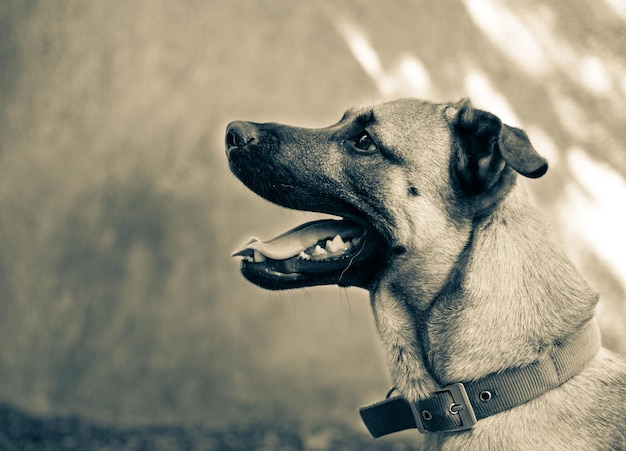 Photo side view of dog against wall