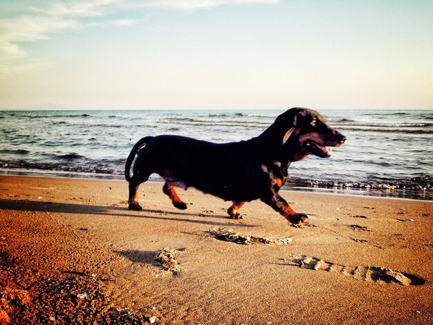 Side view of dog on the beach