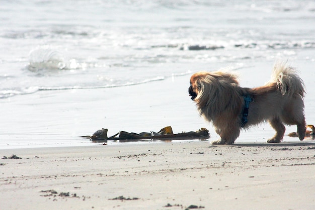 Side view of dog on beach