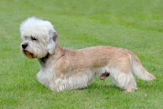 Photo side view of a dog on field