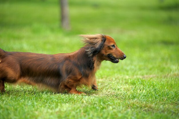 フィールドの犬のサイドビュー