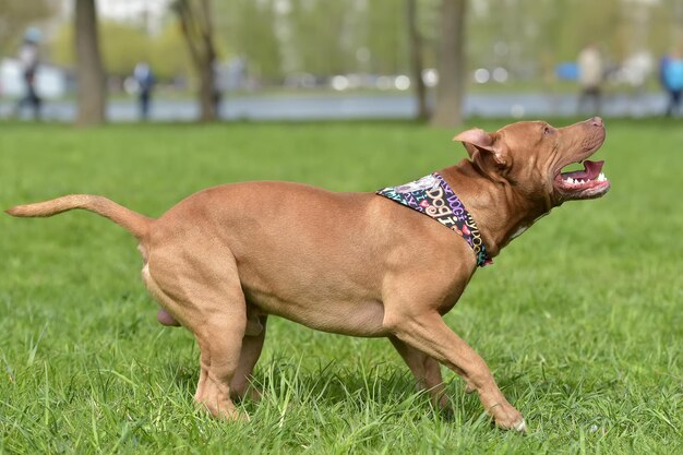 Side view of a dog on field