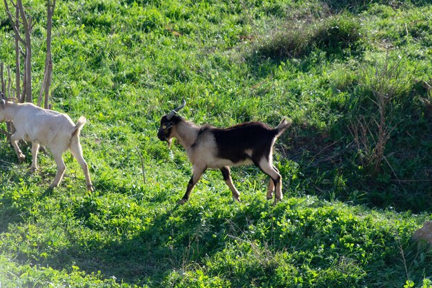 Side view of dog on field